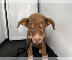 German Shepherd Dog-Unknown Mix Dogs for adoption in Visalia, CA, USA