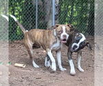 Small #2 Boxer Mix