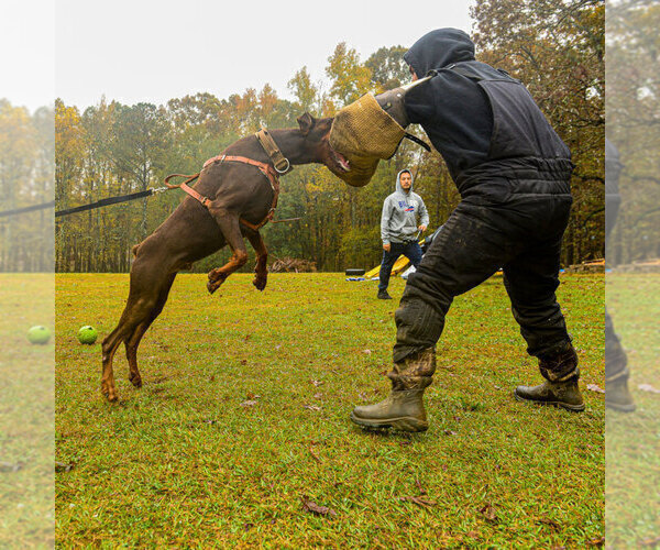 Medium Photo #10 Doberman Pinscher Puppy For Sale in FORT LAUDERDALE, FL, USA
