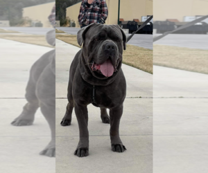 Father of the Cane Corso puppies born on 02/10/2022