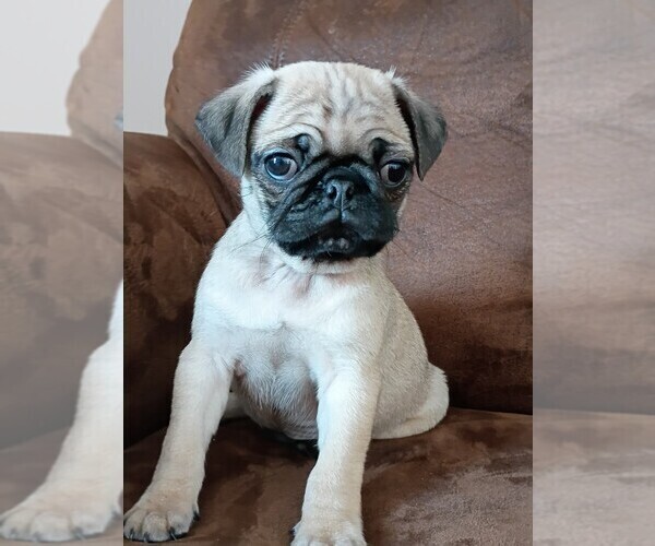 Medium Photo #2 Pug Puppy For Sale in SAINT PAUL, MN, USA