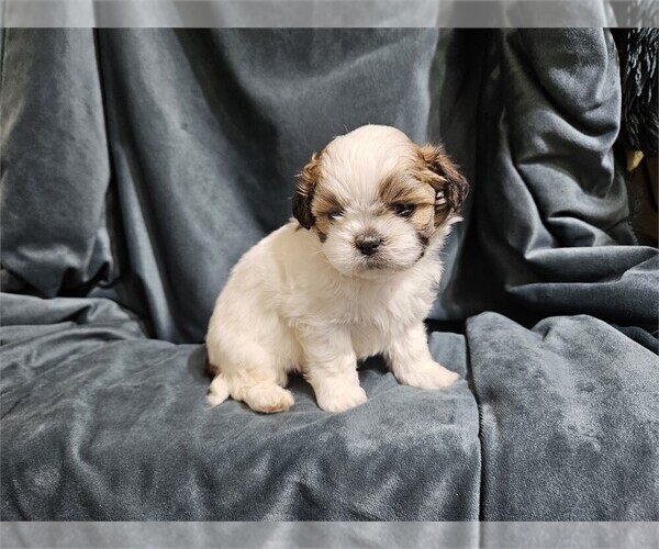 Medium Photo #17 Shih Tzu Puppy For Sale in MIAMI, FL, USA