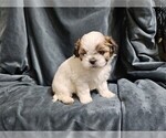 Small #16 Shih Tzu
