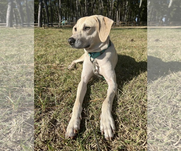 Medium Photo #11 Labrador Retriever-Unknown Mix Puppy For Sale in Murfreesboro, NC, USA