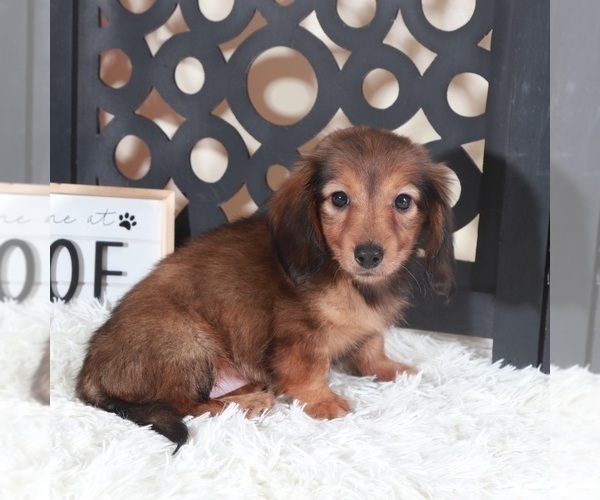 Medium Photo #5 Dachshund Puppy For Sale in MOUNT VERNON, OH, USA