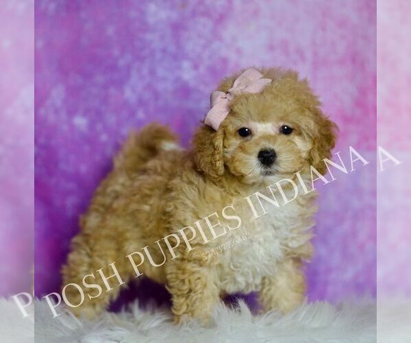 Medium Photo #92 Maltipoo (Miniature) Puppy For Sale in WARSAW, IN, USA