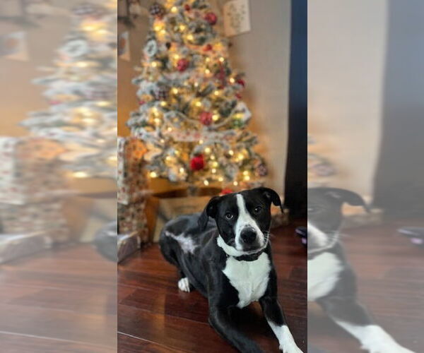 Medium Photo #2 Mutt Puppy For Sale in New York, NY, USA
