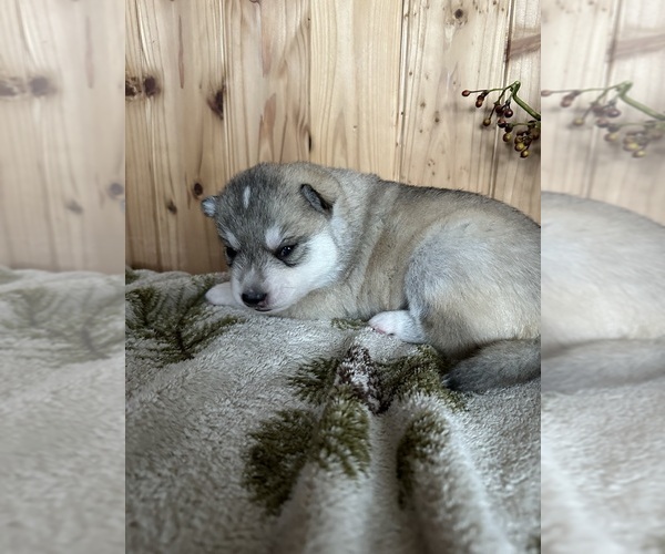 Medium Photo #1 Siberian Husky Puppy For Sale in STAPLES, MN, USA