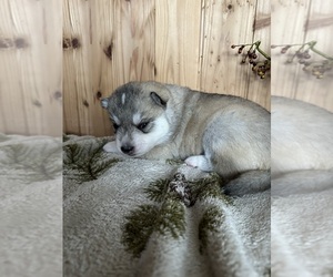 Siberian Husky Puppy for Sale in STAPLES, Minnesota USA