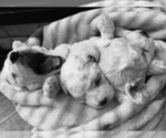 Small Photo #6 Bichon Frise Puppy For Sale in SUGAR LAND, TX, USA