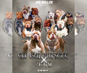 American Bully Puppy for Sale in HOPEWELL, Virginia USA