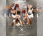 Image preview for Ad Listing. Nickname: Litter of 5
