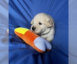 Golden Labrador Puppy for sale in LIVE OAK, FL, USA