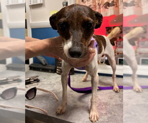 Reba - Female Chihuahua-Unknown Mix Dog for Adoption - Photo #3