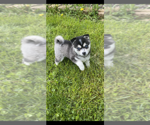Alaskan Klee Kai Puppy for sale in SAUGERTIES, NY, USA