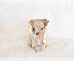 Puppy Mina Chihuahua