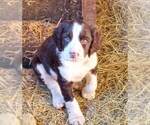 Small Photo #19 English Springer Spaniel Puppy For Sale in LEWISBERRY, PA, USA