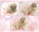 Small Photo #35 Goldendoodle-Poodle (Standard) Mix Puppy For Sale in BATON ROUGE, LA, USA