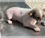 Small Photo #12 Chinese Crested Puppy For Sale in SOUTHERN PINES, NC, USA