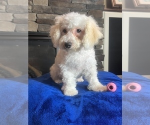 Bichpoo Dog for Adoption in NOBLESVILLE, Indiana USA