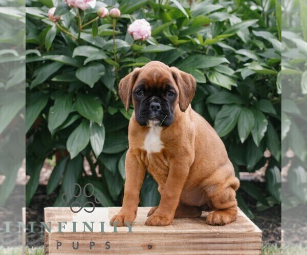 Medium Photo #1 Boxer Puppy For Sale in NARVON, PA, USA