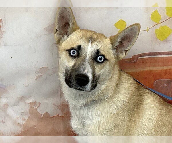 Medium Photo #1 Gerberian Shepsky Puppy For Sale in San Bernardino, CA, USA