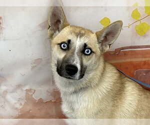 Gerberian Shepsky Dogs for adoption in San Bernardino, CA, USA