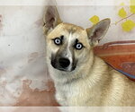 Small Gerberian Shepsky