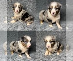 Image preview for Ad Listing. Nickname: Blue Merle fema