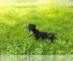 Small #3 Dachshund