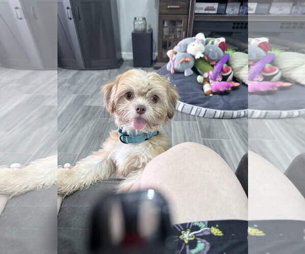 Medium Photo #2 Shih Tzu-Unknown Mix Puppy For Sale in Dumont, NJ, USA