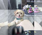 Small #1 Shih Tzu Mix