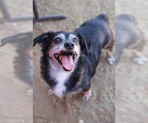 Lil Dude #5299 - Male Chihuahua Dog for Adoption - Photo #4