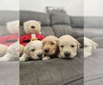 Small Photo #22 Golden Retriever Puppy For Sale in SACRAMENTO, CA, USA
