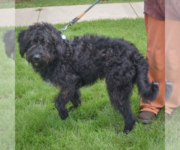 Medium Photo #5 Mutt Puppy For Sale in Huntley, IL, USA