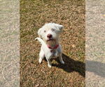 Small #1 Maltese Mix