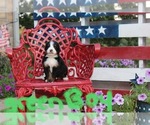 Puppy Green boy Bernese Mountain Dog