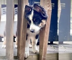 Small Photo #15 Australian Shepherd Puppy For Sale in AKRON, OH, USA