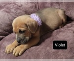 Small Photo #4 Cane Corso Puppy For Sale in POMEROY, OH, USA