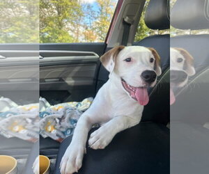 American Pit Bull Terrier-Unknown Mix Dogs for adoption in Germantown, OH, USA