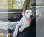 Sexy Dexy - Male American Pit Bull Terrier-Unknown Mix Dog for Adoption - Small photo
