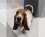 Small #1 Basset Hound