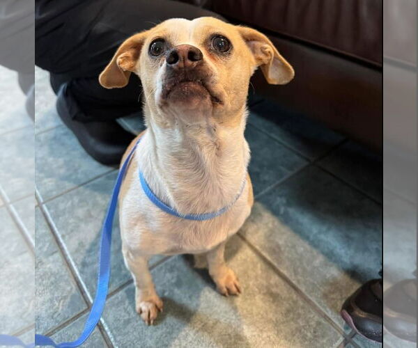 Medium Photo #3 Chihuahua-Unknown Mix Puppy For Sale in Hayward, CA, USA