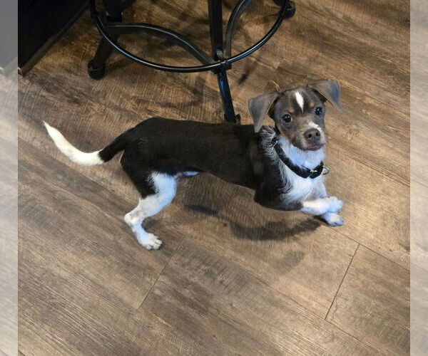 Medium Photo #2 Chihuahua-Unknown Mix Puppy For Sale in Minneapolis, MN, USA