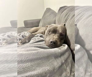 Lucky - Male American Pit Bull Terrier-American Staffordshire Terrier Mix Dog for Adoption - Photo #4