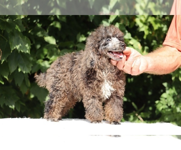 Medium Photo #19 Poodle (Miniature) Puppy For Sale in DYERSBURG, TN, USA