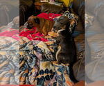 Small Photo #4 Chiweenie Puppy For Sale in Mooresville, NC, USA