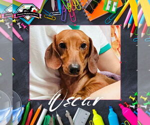 Dachshund Dogs for adoption in San Antonio, TX, USA
