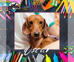 Small Dachshund