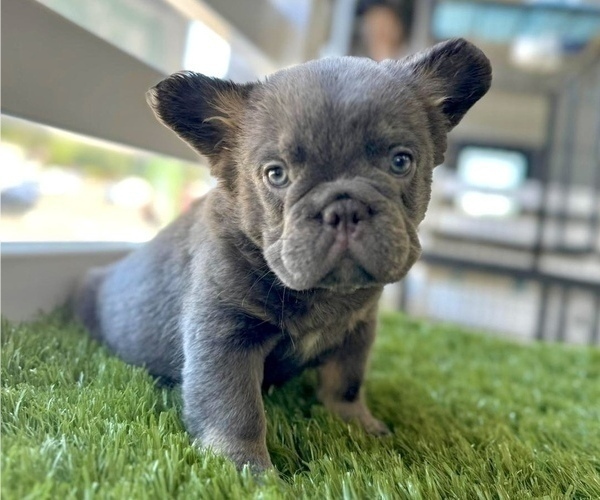 Medium Photo #2 French Bulldog Puppy For Sale in LAS VEGAS, NV, USA